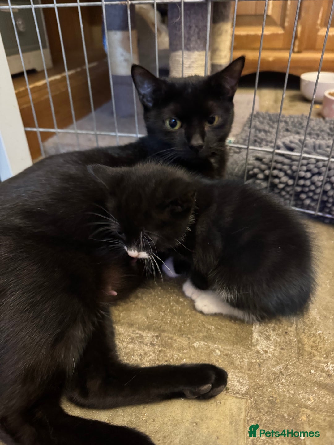 Mixed Breed cats for sale: Black and white kittens - Image 13