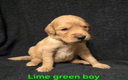 Goldendoodle dogs for sale: Gorgeous F1B Goldendoodles - Image 5