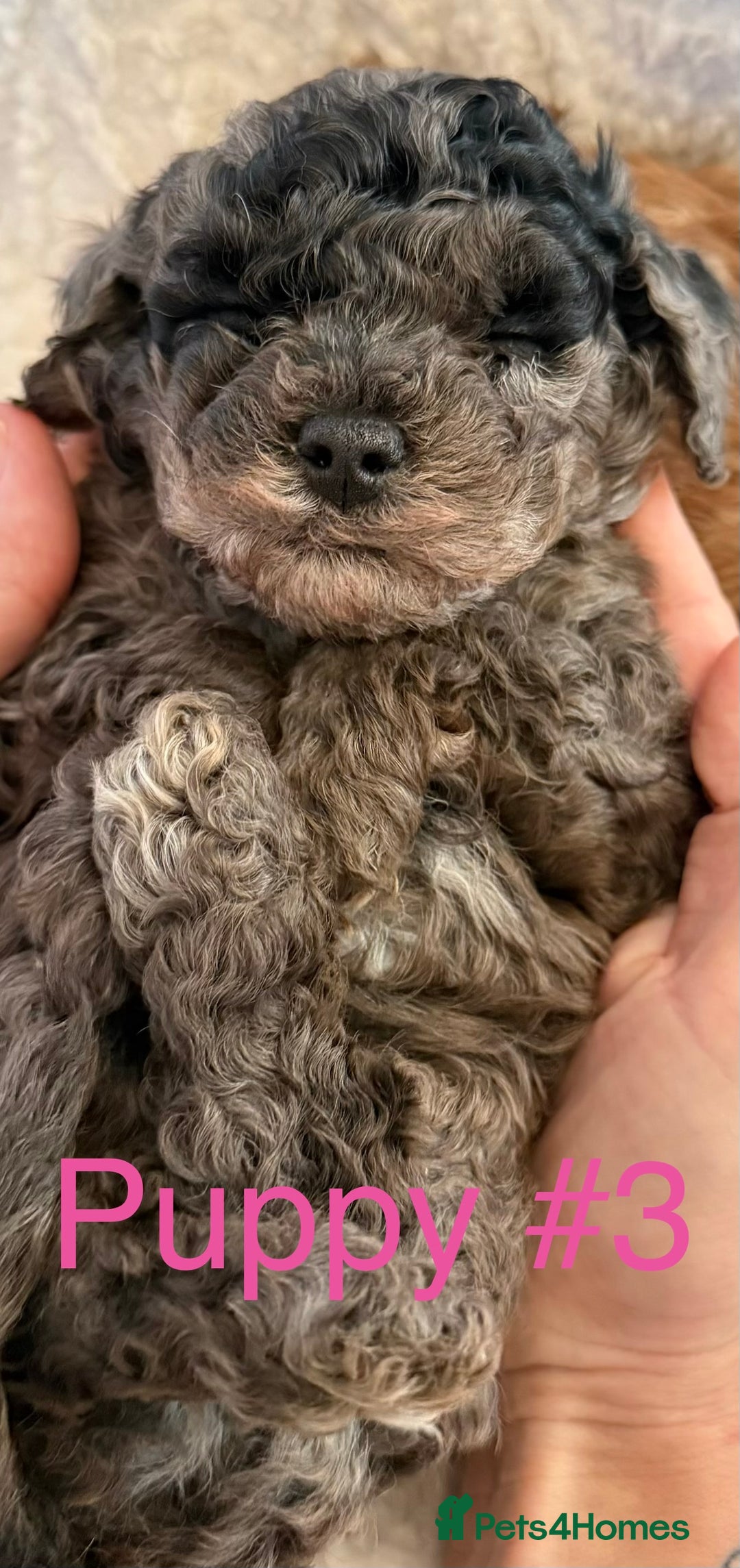 Cavapoo dogs for sale: Stunning Merle toy f1b Cavapoo puppies - Advert 4