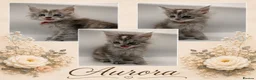 Maine Coon cats for sale: Maine coon kittens for sale  - Advert 3