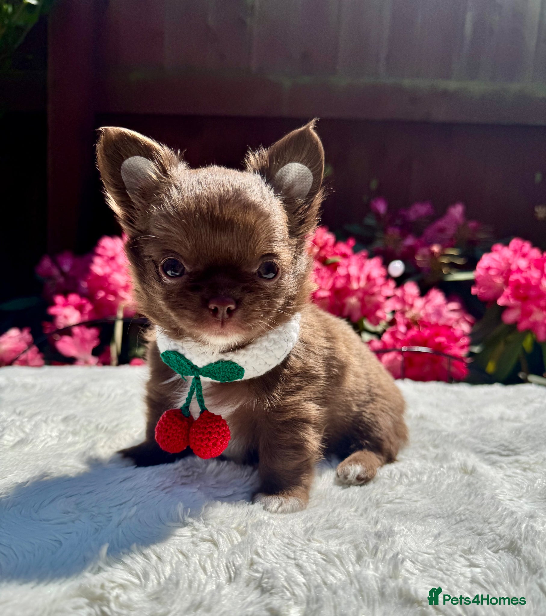 Chihuahua dogs 💙🤎 Unique KC LC Choco Chihuahuas, 2 Boys 🤎💙 - Advert 2