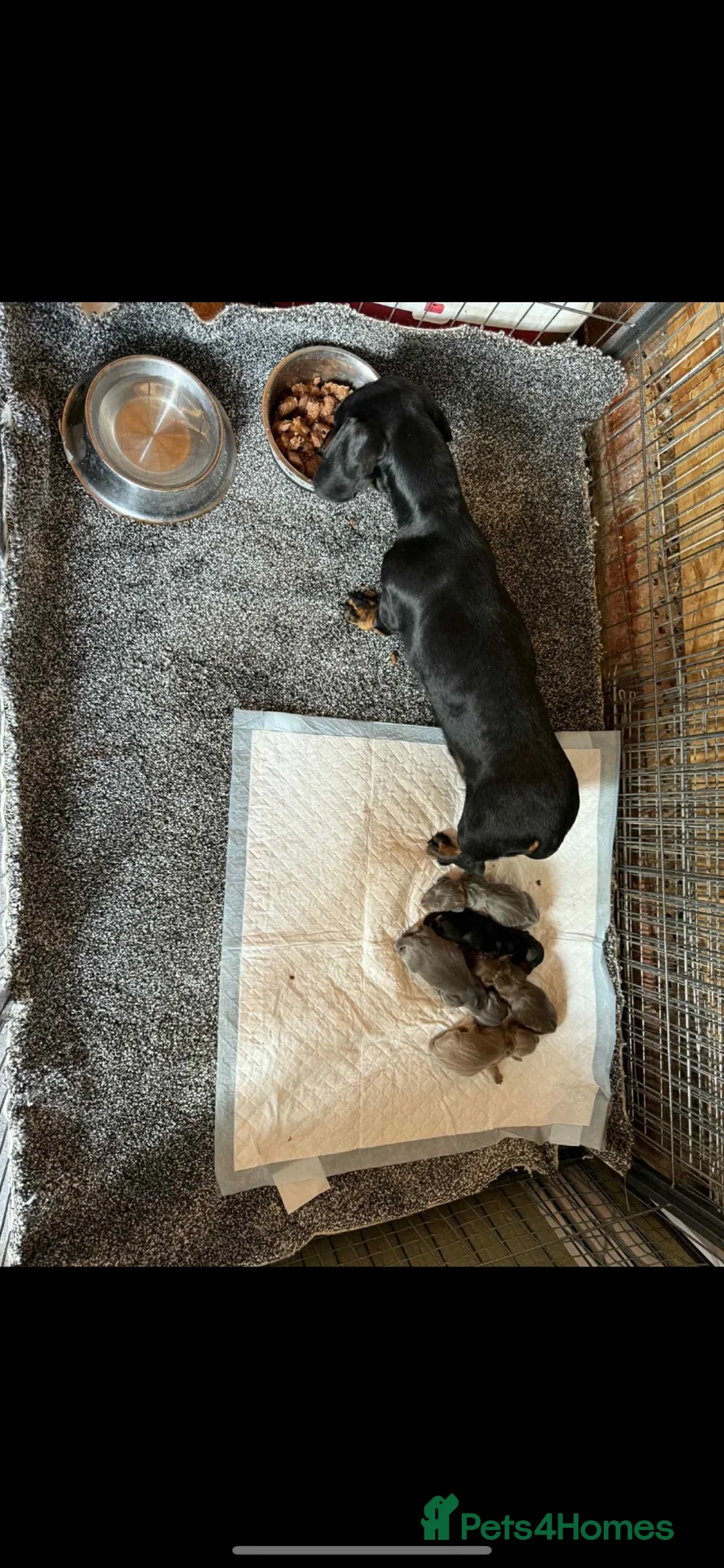 Miniature Dachshund dogs for sale: Miniature dachshunds puppies - Advert 12