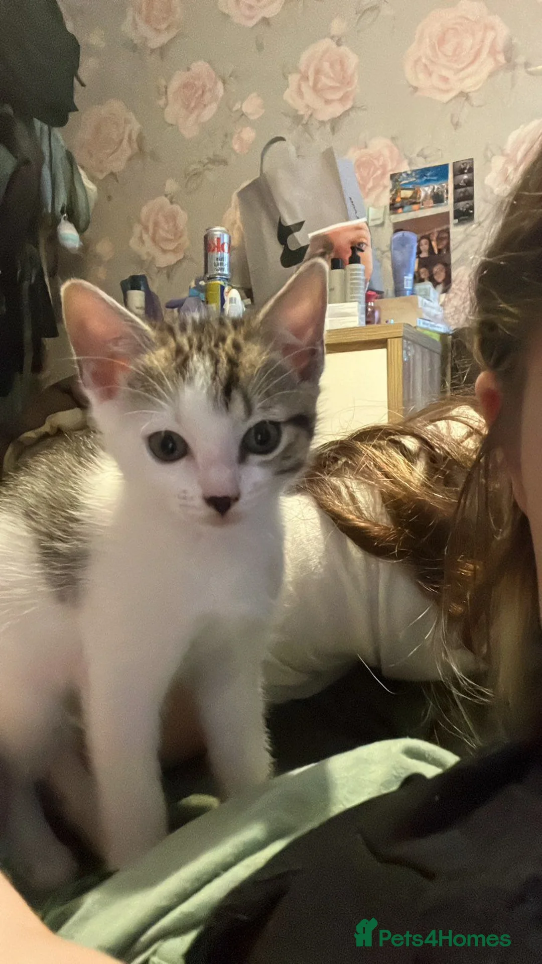 Domestic Shorthair cats for sale: 4 Kittens for sale in Uxbridge - Advert 10