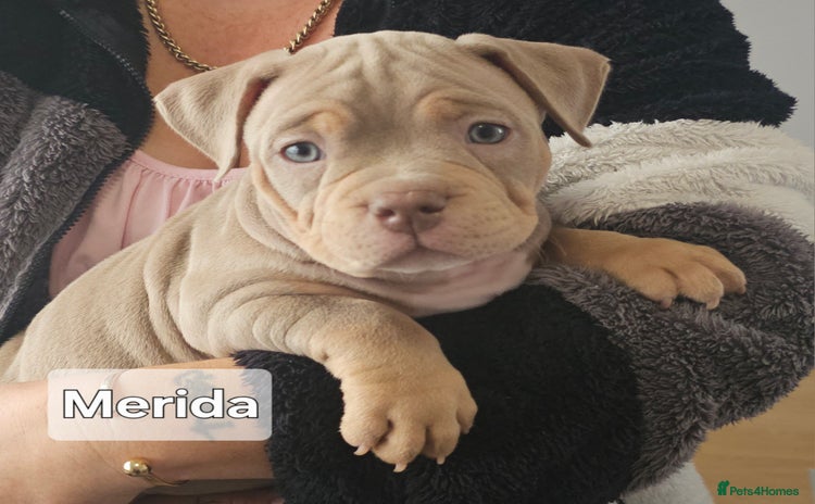 American Bully dogs - Advert 1