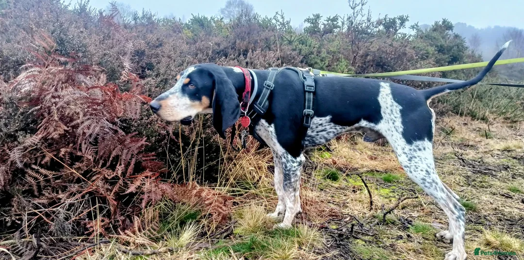 Mixed Breed dogs for adoption: Rocky Bluetick Coonhound  - Advert 3