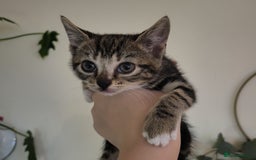 Domestic Shorthair cats for sale: 4 playful kittens ready for new homes  - Image 2