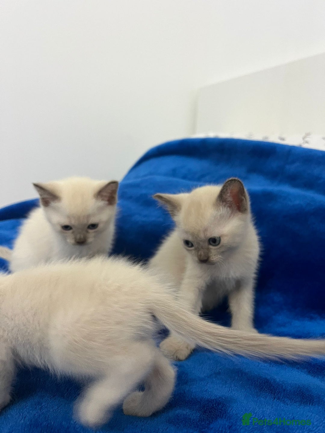 Mixed Breed cats for sale: Lovely Tonkinese(Burmese/Siamese) - Advert 11