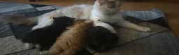 Mixed Breed cats for sale: Ragdoll x kittens  - Advert 7