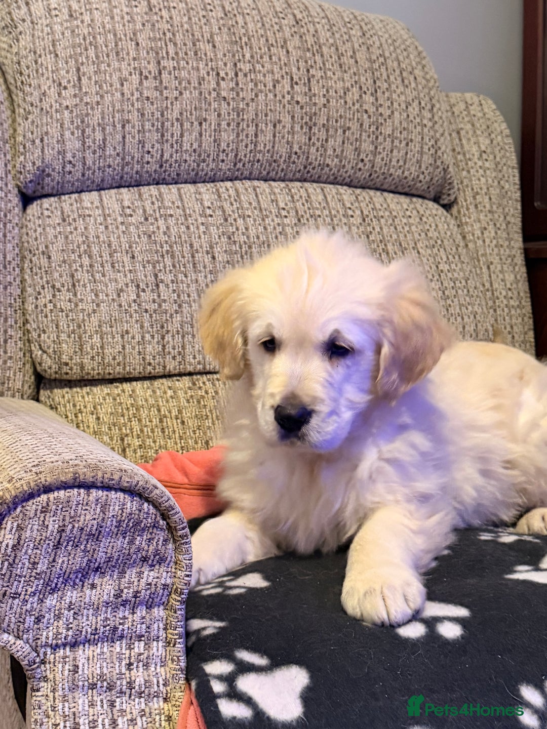 Golden Retriever dogs for sale: Fluffy Bears ready to go. Xx - Advert 2