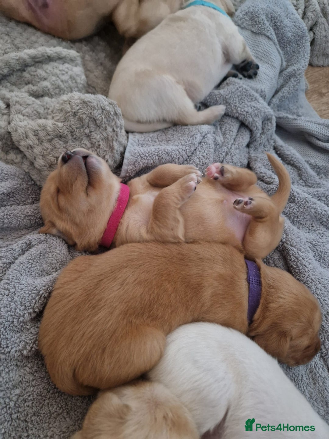 Labrador Retriever dogs for sale: Labrador puppies - Advert 13