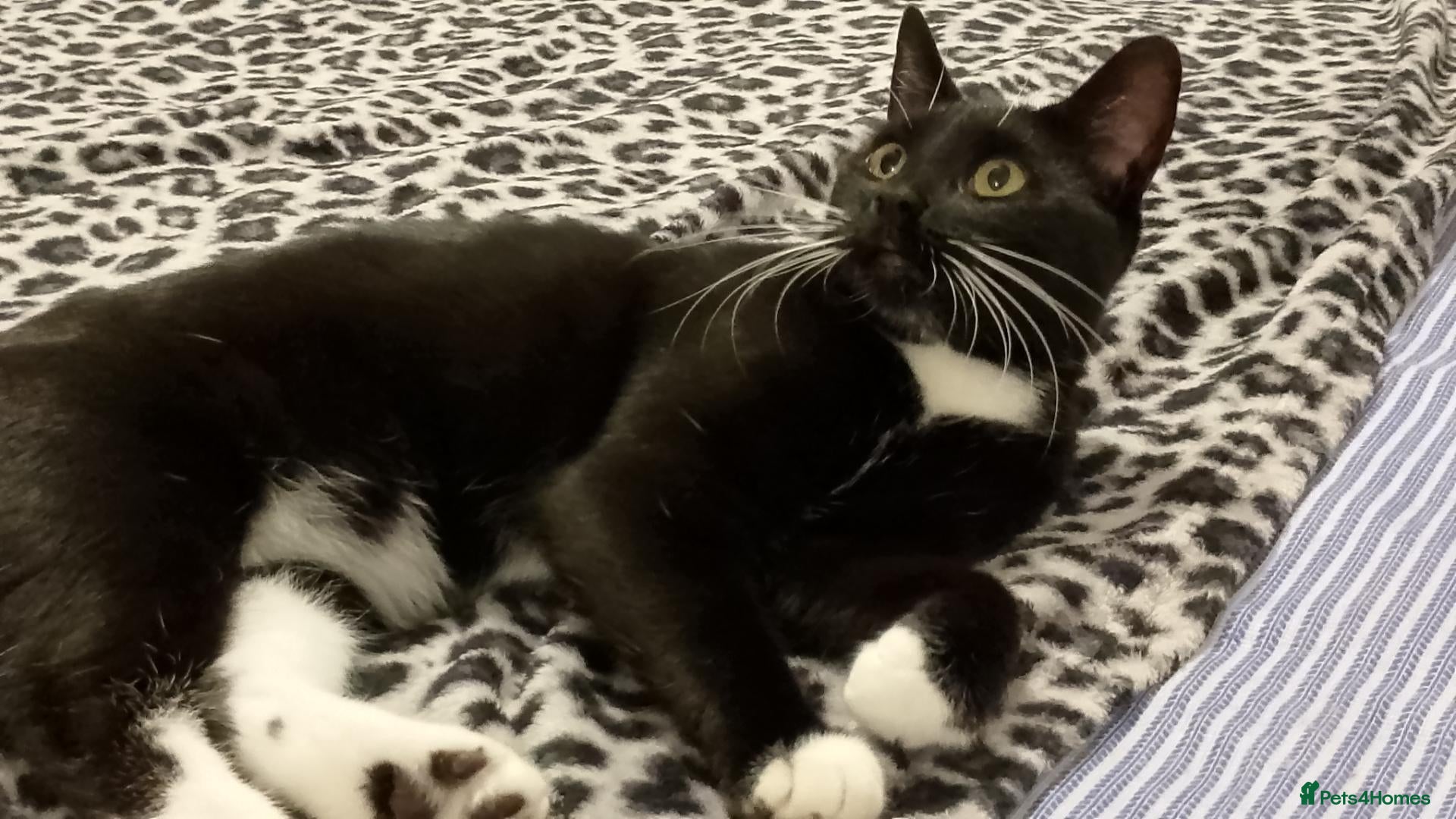 Mixed Breed cats Cuddly Luka is looking for a new cosy home - Advert 9