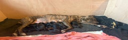 Mixed Breed dogs for sale: Beautiful Staffadors 4 weeks old  - Advert 3