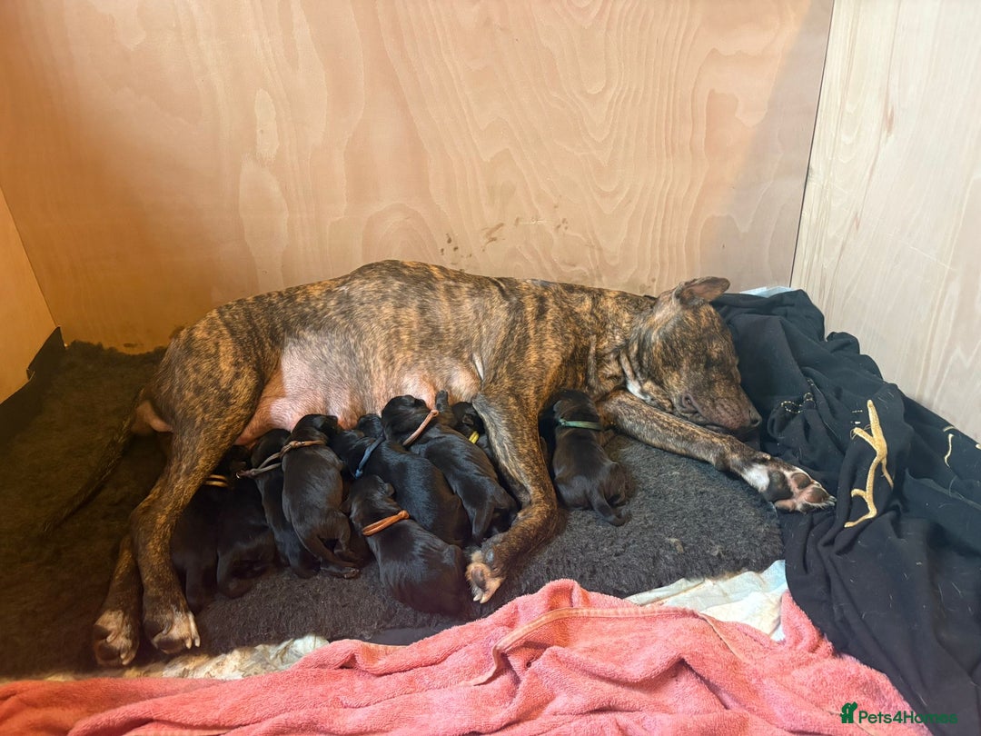 Mixed Breed dogs for sale: Beautiful Staffadors 4 weeks old  - Advert 3