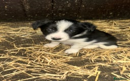 Border Collie dogs for sale: Border Collie Puppies  - Image 7
