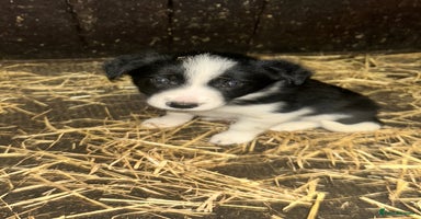 Border Collie dogs - Advert 9