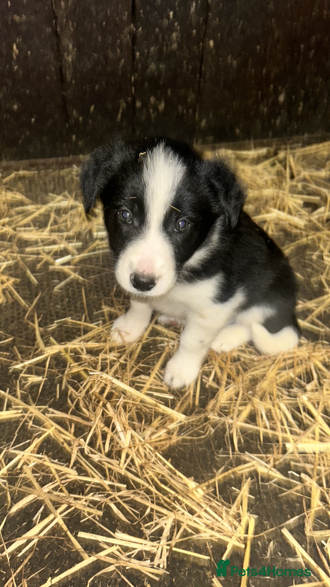 Border Collie dogs for sale: Border Collie Puppies  - Image 7
