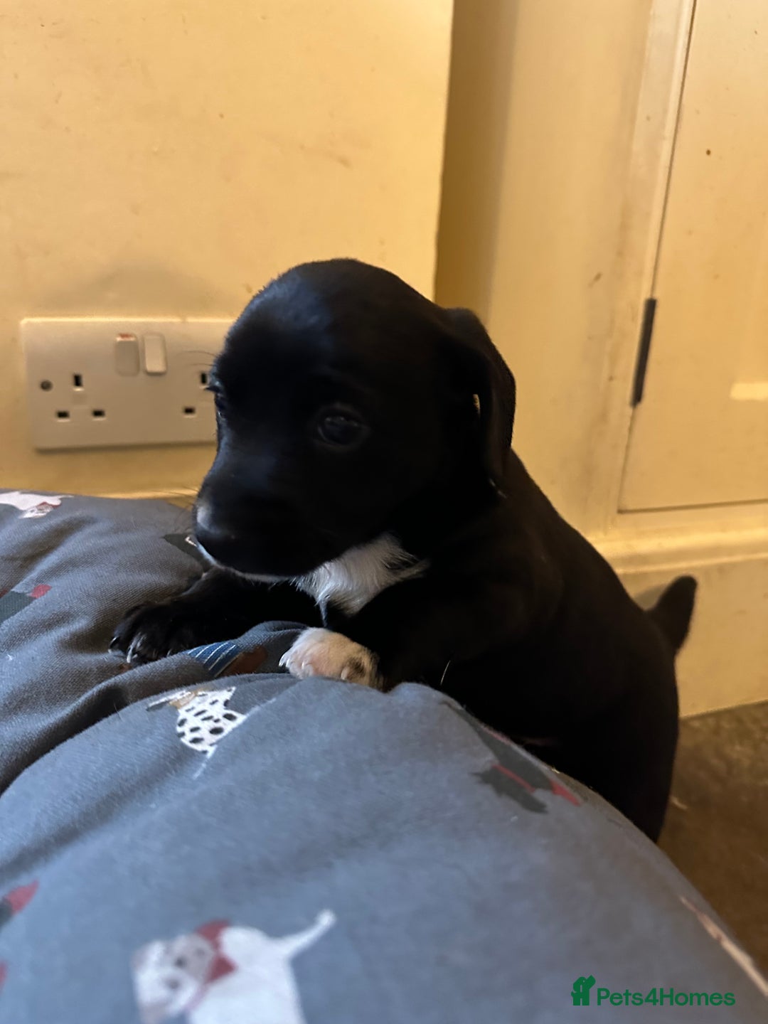 Mixed Breed dogs for sale: SpanielX x Jack Russell - Advert 13