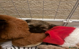 Shih Tzu dogs for sale: A girl and a boy - Image 2