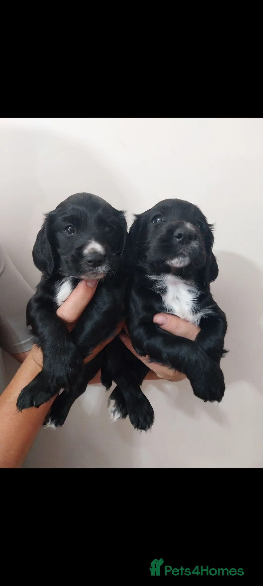 Cocker Spaniel dogs for sale: Kc registered Cocker Spaniel puppies  in Rochester - Advert 2