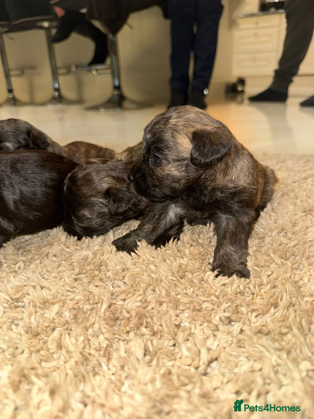 Westiepoo dogs for sale: Westiepoo west highland terrier x Toy poodle - Advert 3