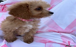 Cavapoo dogs for sale: 🐾💕💙STUNNING F1 CAVAPOOS 💙💕🐾 - Image 10