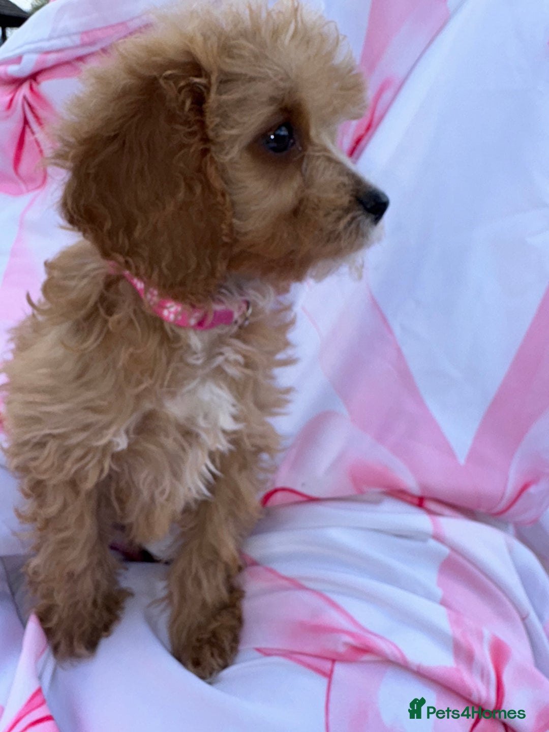 Cavapoo dogs for sale: 🐾💕💙STUNNING F1 CAVAPOOS 💙💕🐾 - Image 10