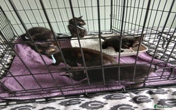 Mixed Breed cats for sale:  5 Black Tabbies - Image 1