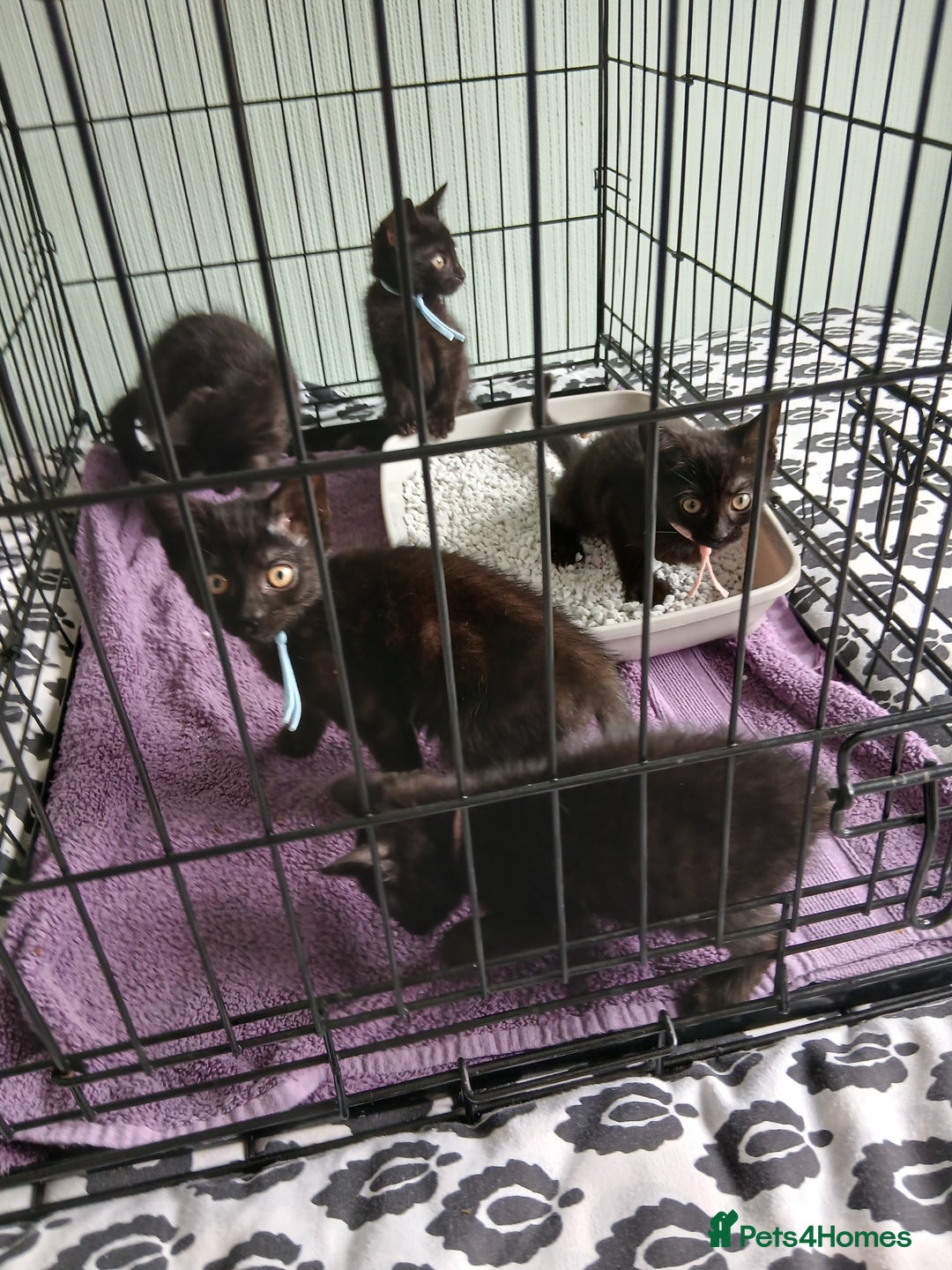 Mixed Breed cats for sale:  5 Black Tabbies - Image 1