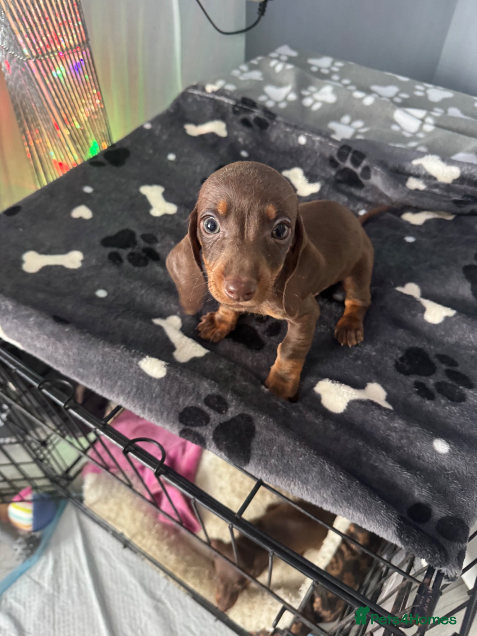 Miniature Dachshund dogs for sale: Mini dachshund  in Brighton - Advert 11