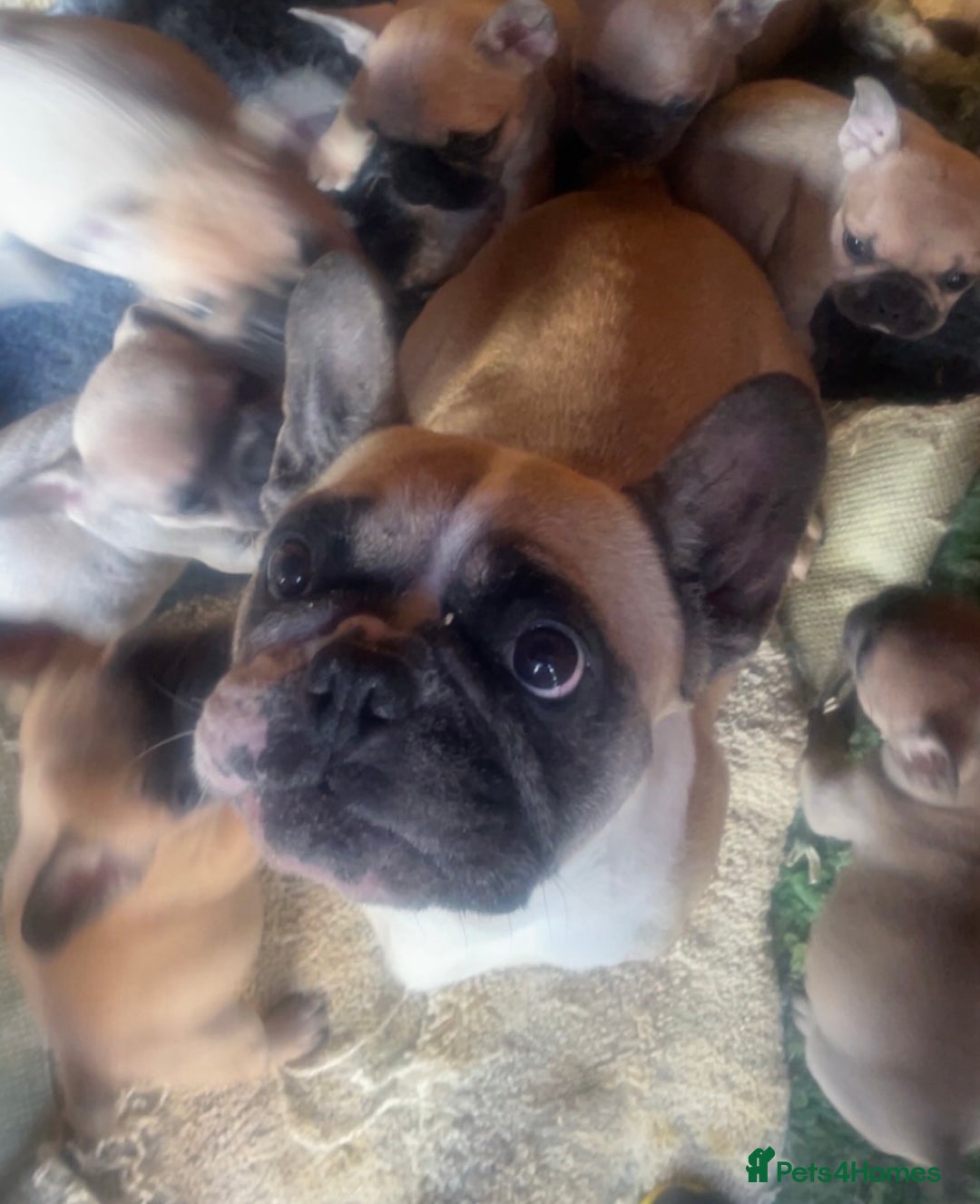 French Bulldog dogs for sale: Ready now!!! Rainbow litter - Image 5