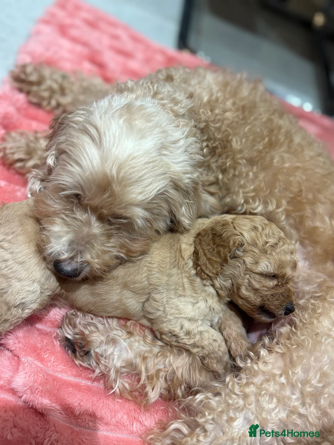 Cockapoo dogs for sale: 2 female cockapoo puppies 6 weeks - Advert 7