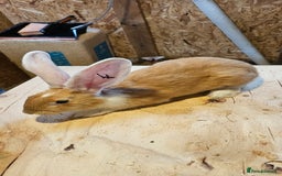 Continental Giant rabbits for sale: Continental Giants Merle - Image 16