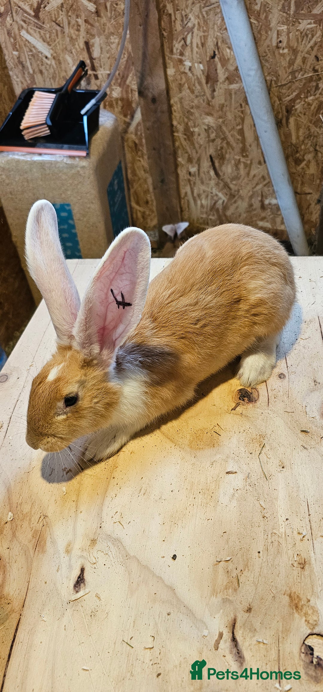 Continental Giant rabbits for sale: Continental Giants Merle - Image 16