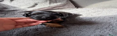 Cockapoo 2