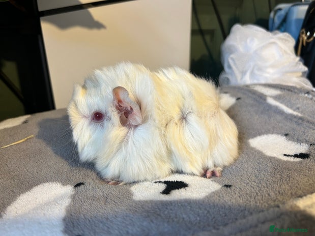 Guinea Pig rodents Full peruvian guineapig babies ready B4 Christmas - Advert 8