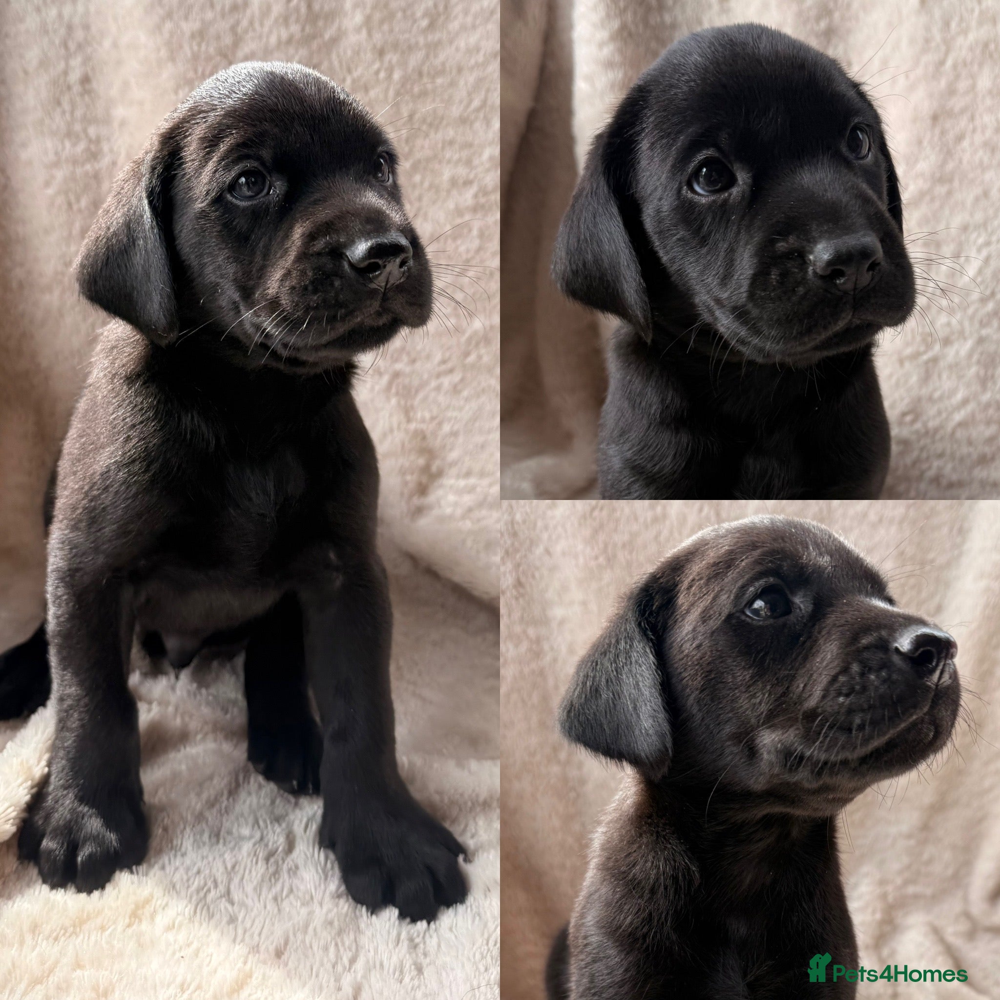 Labrador Retriever dogs Black working Labs parents fully health tested - Advert 2