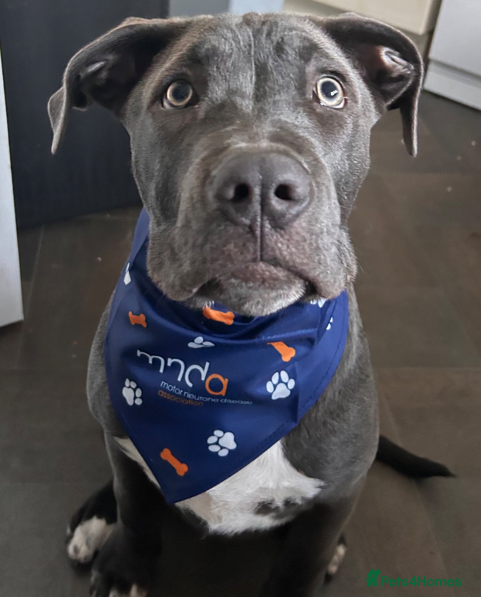 Mixed Breed dogs Cane corso cross - Advert 3