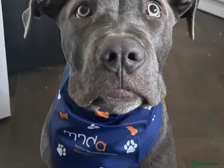 Mixed Breed dogs Cane corso cross - Advert 3