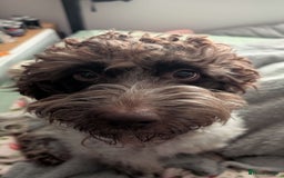 Cockapoo dogs for sale: 2 Year Old loving Cockerpoo - Image 5
