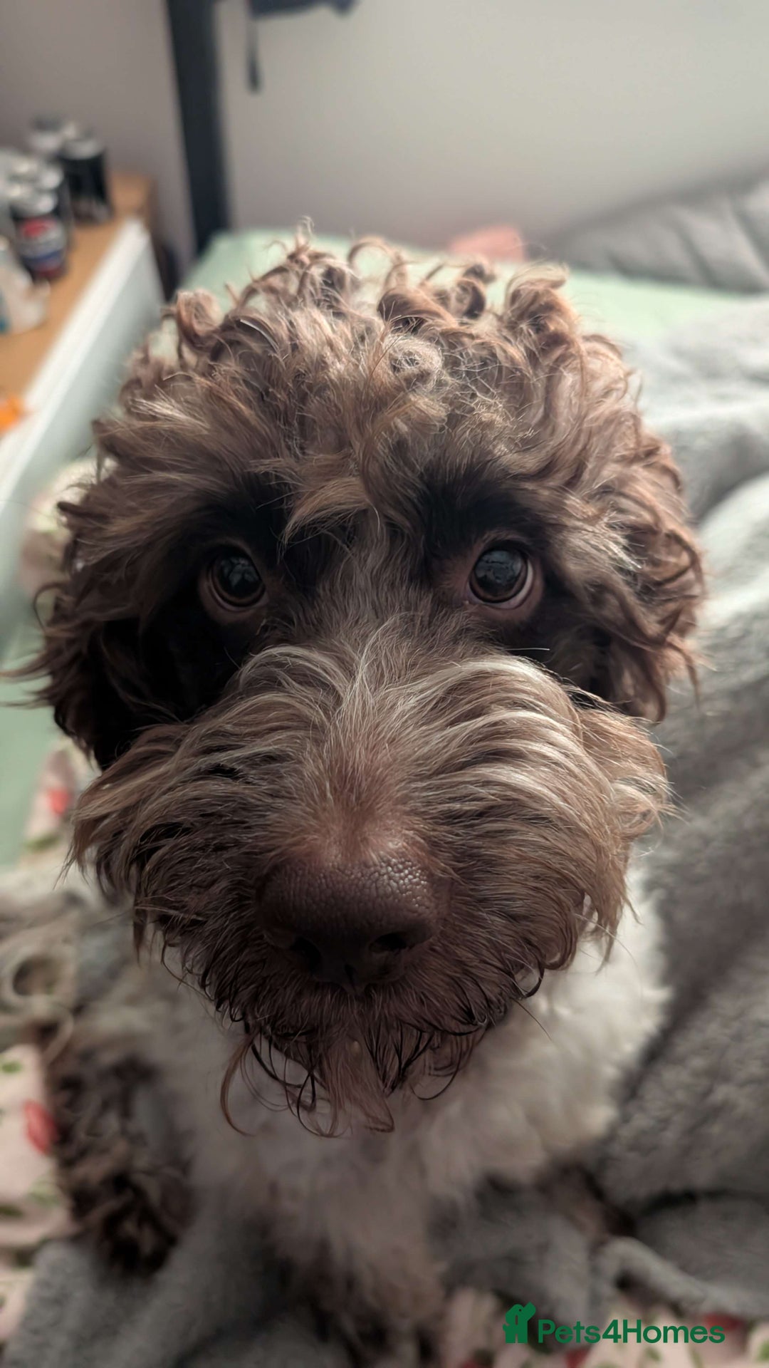 Cockapoo dogs for sale: 2 Year Old loving Cockerpoo - Image 5