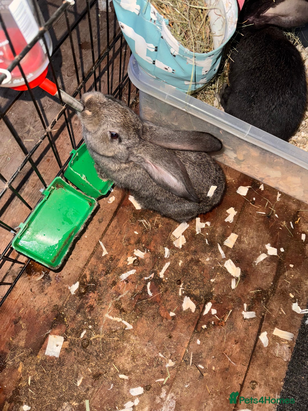 Continental Giant rabbits for sale: Pure Bred Continental Giant Rabbits  - Image 39