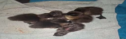 Ducks poultry for sale: East Indie Ducklings - Advert 1