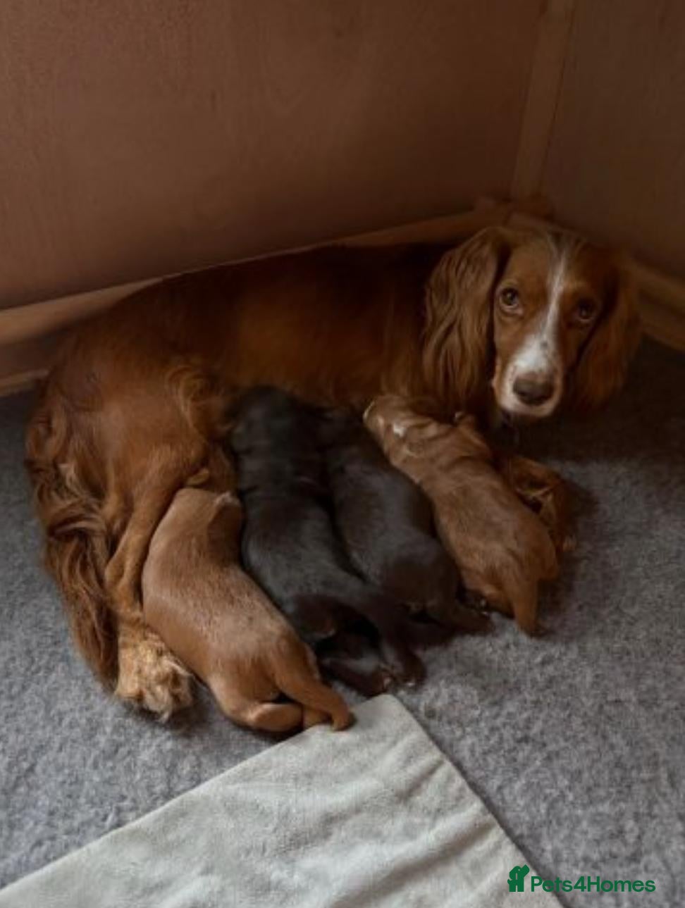 Cocker Spaniel dogs Cocker Spaniel Puppies - Advert 1