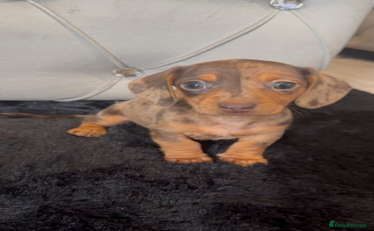 Miniature Dachshund dogs - Advert 9