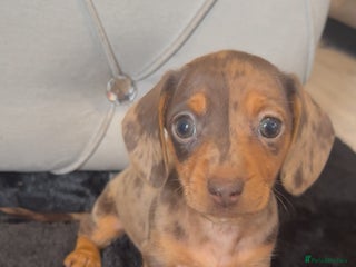 Miniature Dachshund dogs - Advert 12