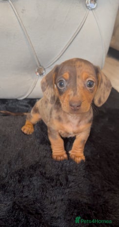 Miniature Dachshund dogs - Advert 16