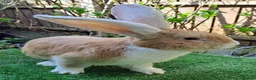 Continental Giant rabbits for sale: Super Stars  Stud Service -Beautiful PROVEN Bucks  - Advert 9