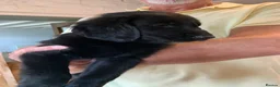 Flat coated Retriever dogs for sale: Flat coated pups ready 24/07 - Advert 9