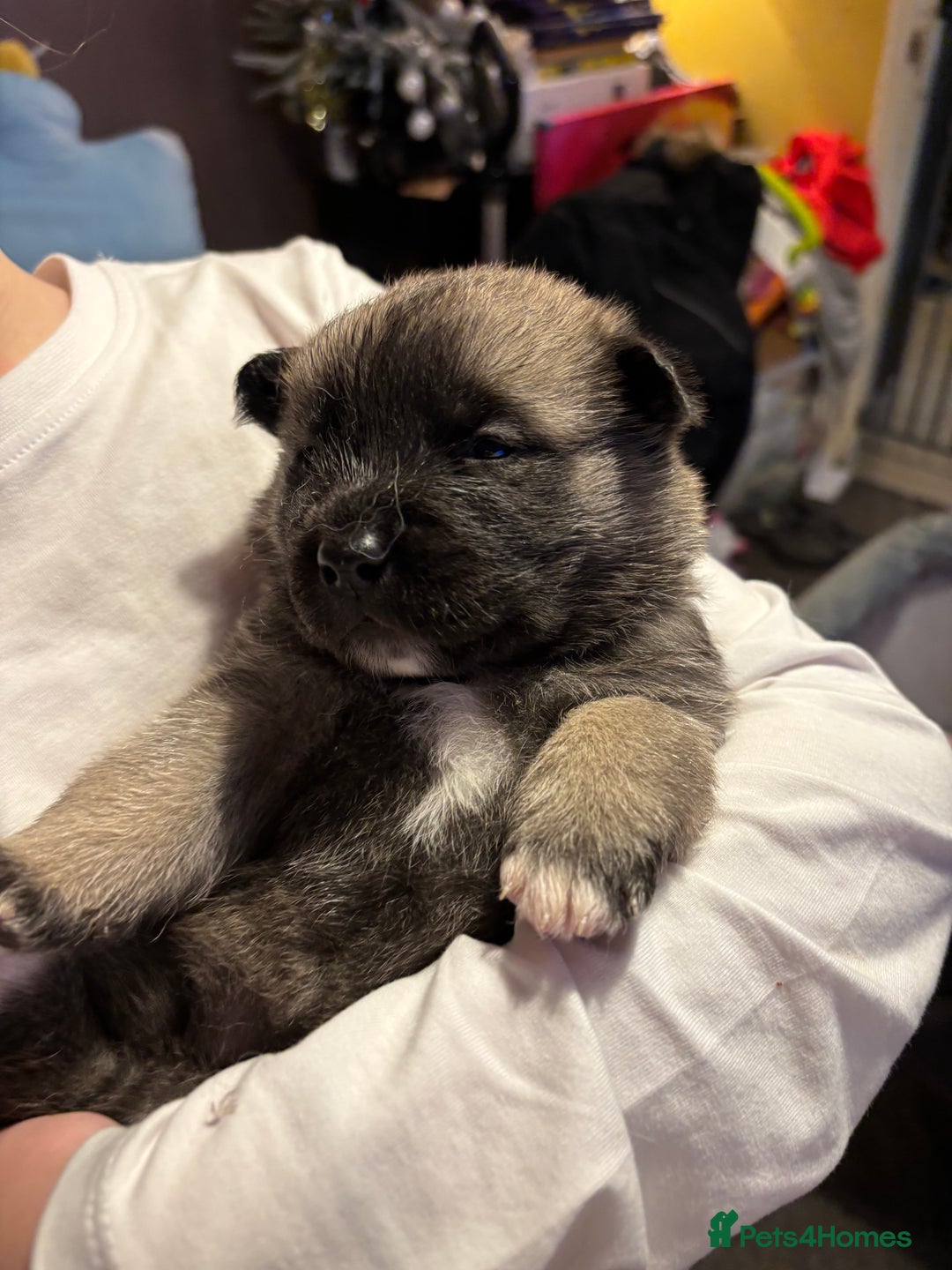 Akita dogs for sale: American Akita puppies - Advert 8