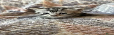 British Shorthair 4